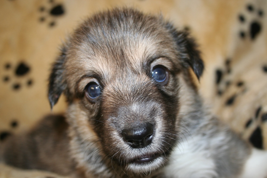 Puppies
